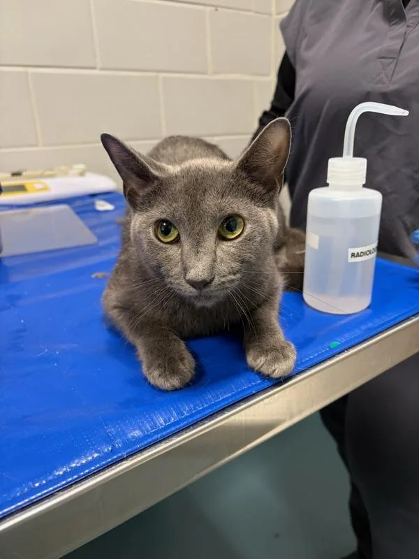 A young medium-sized female Domestic Short Hair cat named Grey Girl for adoption in Ridgewood, NY