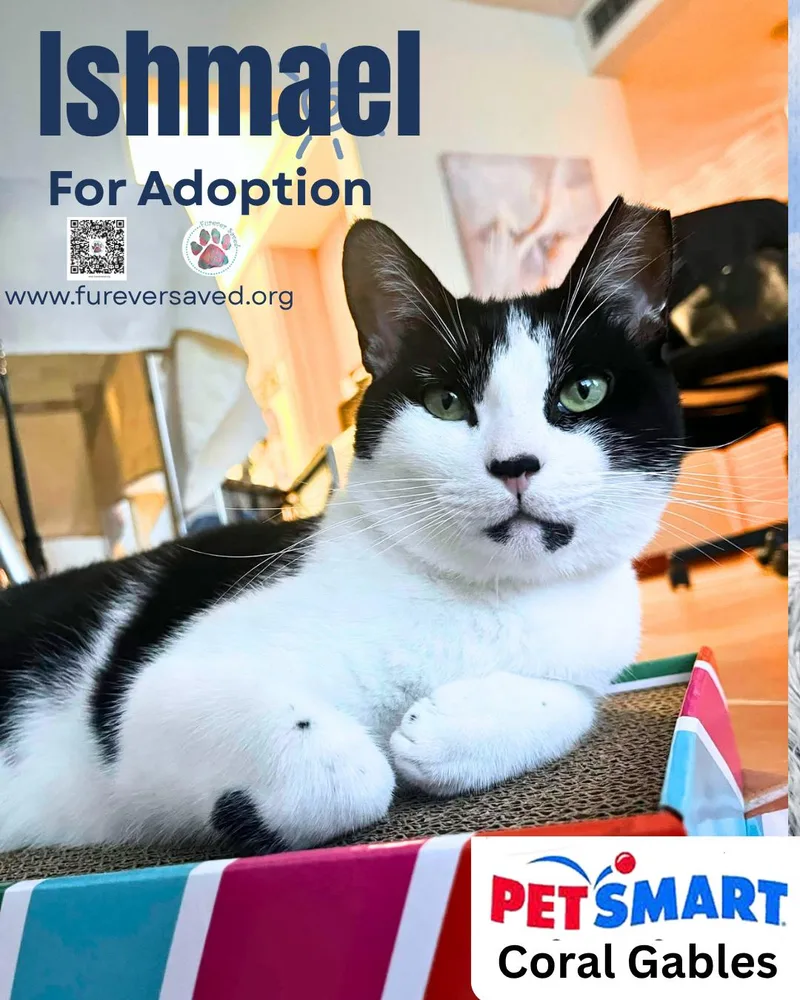 A young medium-sized male Black & White / Tuxedo Domestic Short Hair cat named Ishmael for adoption in Miami, FL