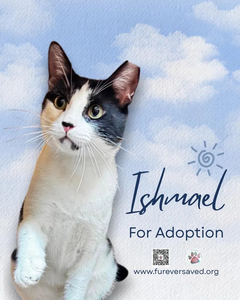 Ishmael thumbnail 3