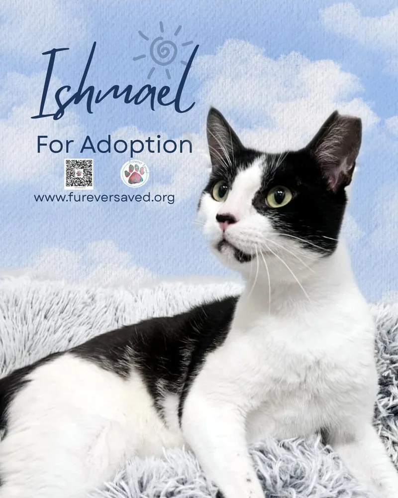 Ishmael thumbnail 4