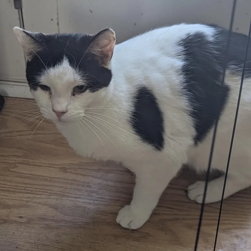 A young small-sized male Black Domestic Short Hair cat named Ronnie for adoption in Ashland, VA