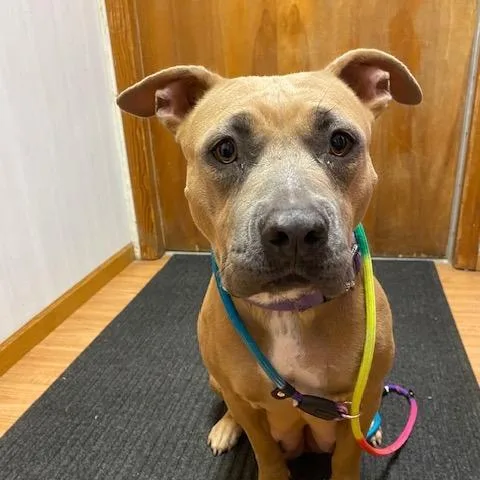 An adult medium-sized female Yellow / Tan / Blond / Fawn Staffordshire Bull Terrier dog named Cj for adoption in Madison, WI