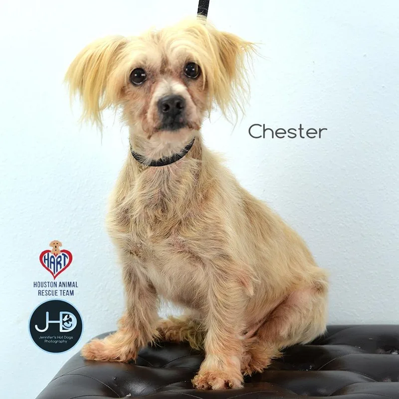 A young small-sized male Shih Tzu dog named Chester for adoption in Hockley, TX