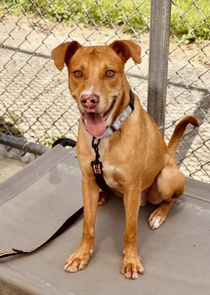 An adult medium-sized male American Bulldog dog named Otis for adoption in Madison, NJ