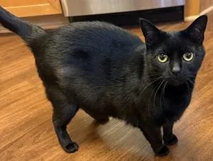 A young medium-sized female Domestic Short Hair cat named Bellatrix Lastrange for adoption in Raleigh, NC