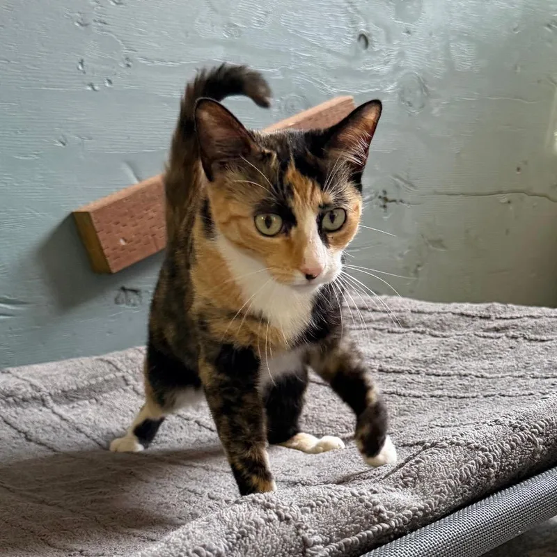 A young small-sized female Calico Domestic Short Hair cat named Dora for adoption in Long Beach, CA