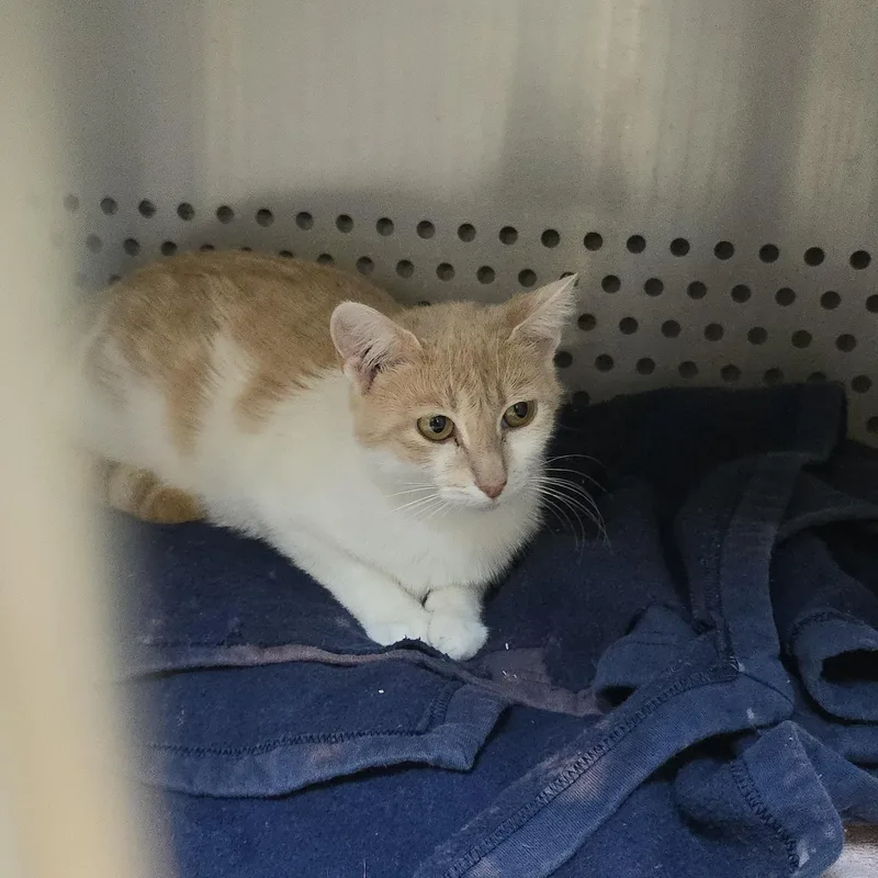 An adult medium-sized female Buff & White Domestic Short Hair cat named Ally for adoption in Orange, VA