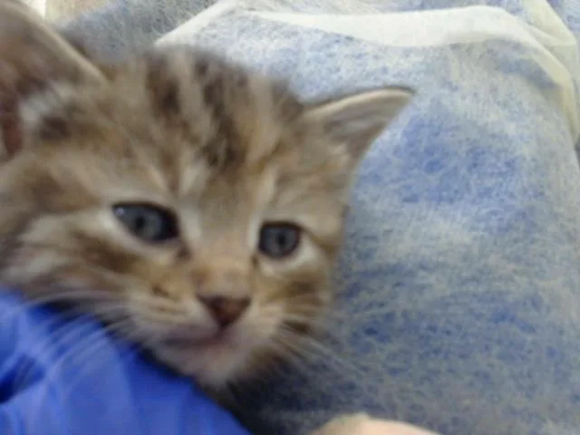 A baby medium-sized female Domestic Long Hair cat named Roe for adoption in Dallas, TX