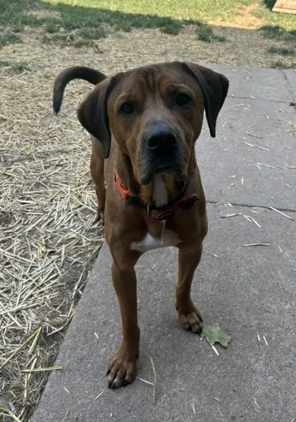 An adult medium-sized male Hound dog named Bryer for adoption in Lafayette, IN