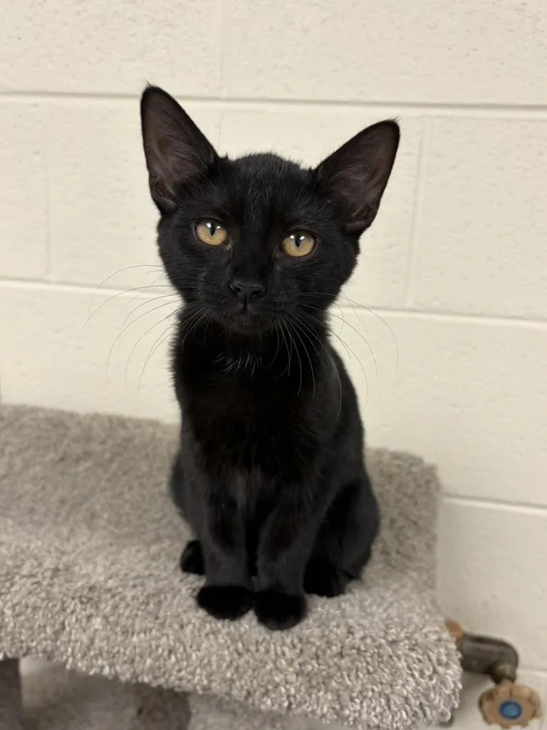 A young medium-sized female Black Domestic Short Hair cat named Egypt for adoption in Valparaiso, IN