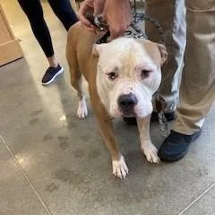 An adult large-sized male Pit Bull Terrier dog named YORKStray for adoption in York, PA