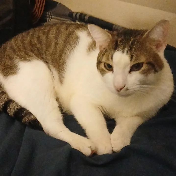 A young large-sized male White Domestic Short Hair cat named Bruh Bruh for adoption in Newark, NJ