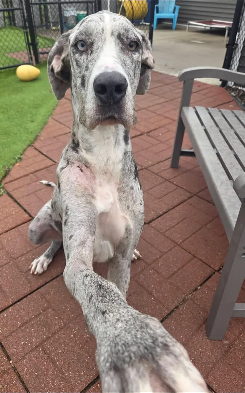 An adult extra large-sized female Merle (Blue) Great Dane dog named Anna for adoption in Westville, IN