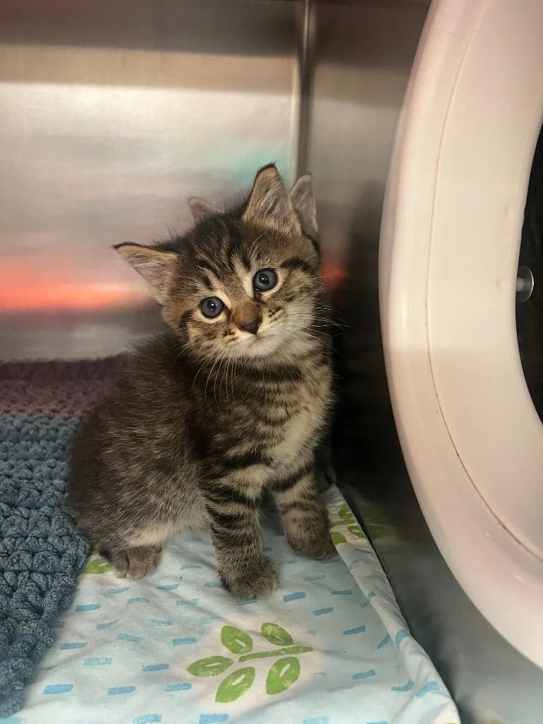 A baby medium-sized female Domestic Medium Hair cat named Juneyellow for adoption in Mineral, VA