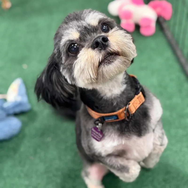 An adult small-sized male Black Shih Tzu dog named Magoo for adoption in Phoenix, AZ