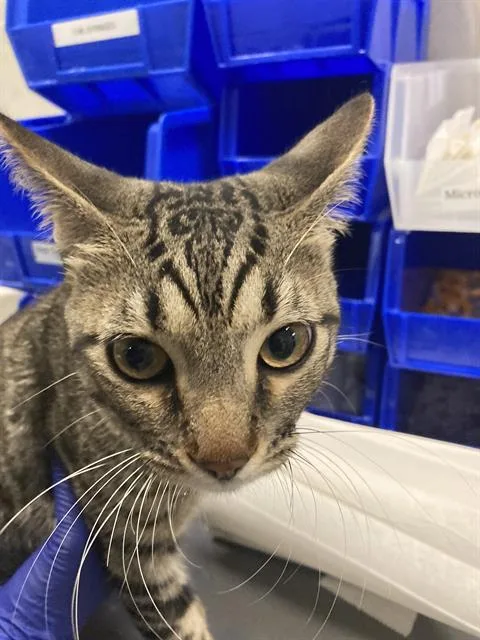 A young small-sized male Domestic Short Hair cat named Bubs for adoption in Dallas, TX