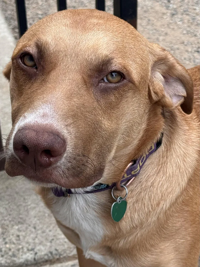 Boysenberry Aka Sadie thumbnail 2