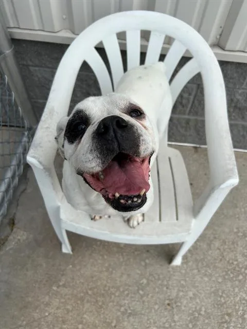 An adult medium-sized female English Bulldog dog named Olive for adoption in Geneva, IL