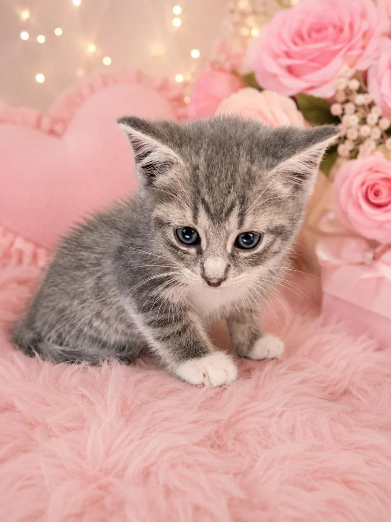A baby medium-sized female Domestic Short Hair cat named Fettuccine for adoption in Fayetteville, TN