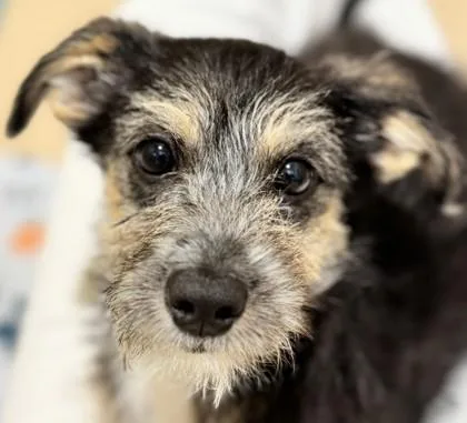 A baby small-sized male Mixed Breed dog named Finley for adoption in Pleasanton, CA