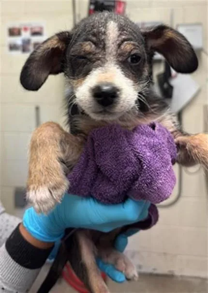 A baby small-sized male Terrier dog named Quinn for adoption in Sacramento, CA