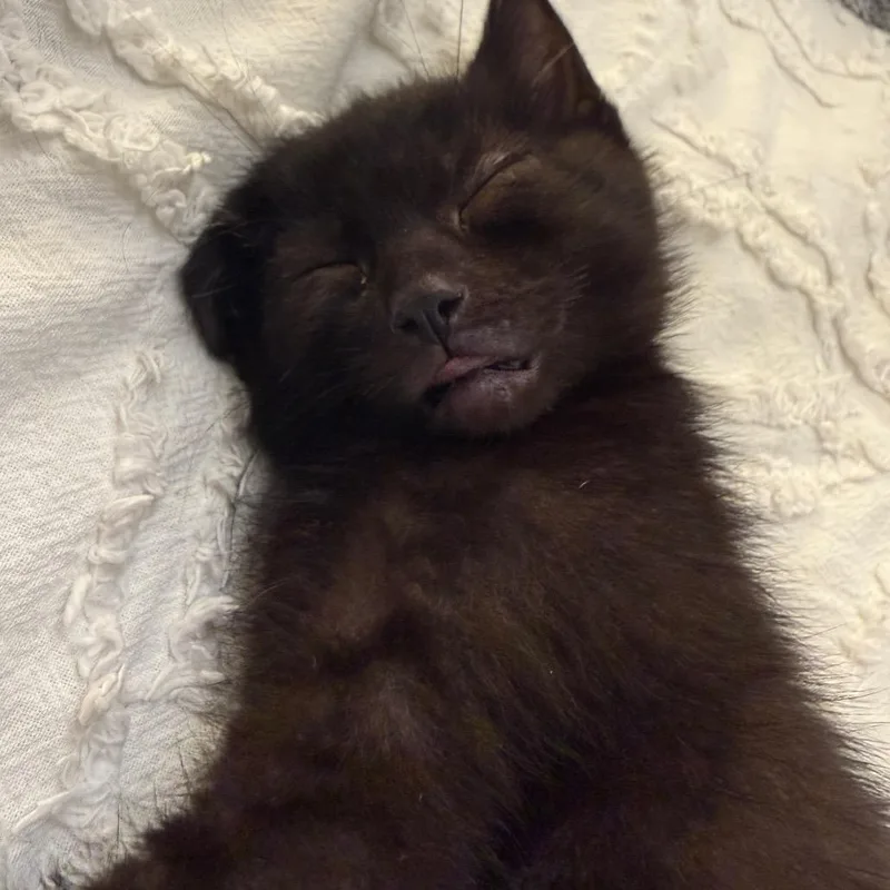 A baby small-sized male Black Domestic Short Hair cat named Gary for adoption in Chicago, IL