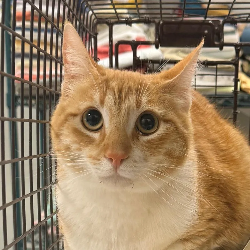An adult medium-sized female Orange / Red Domestic Short Hair cat named 106617 for adoption in Las Cruces, NM