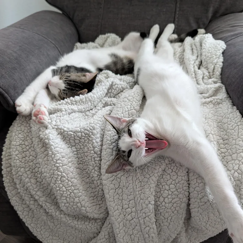 Tucker and Baby Mia thumbnail 3