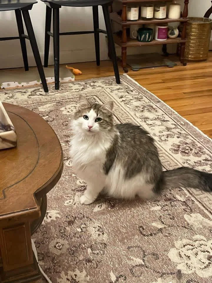 A young medium-sized female Tabby (Gray / Blue / Silver) Domestic Medium Hair cat named Rosie for adoption in Weehawken, NJ