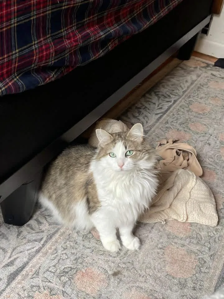 Rosie thumbnail 3
