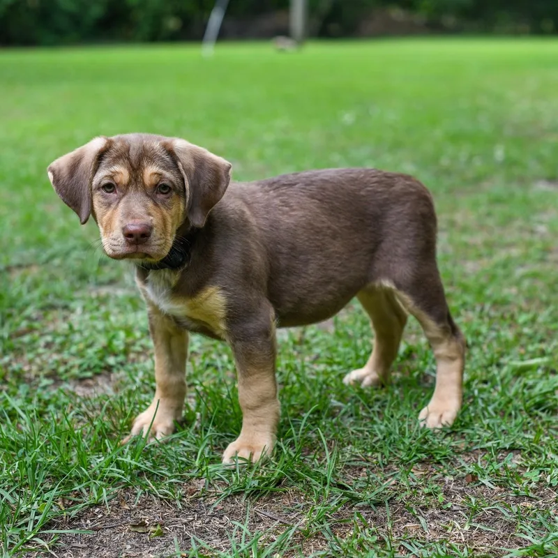 A baby medium-sized female Brown / Chocolate Mixed Breed dog named Fiona for adoption in BONIFAY, FL