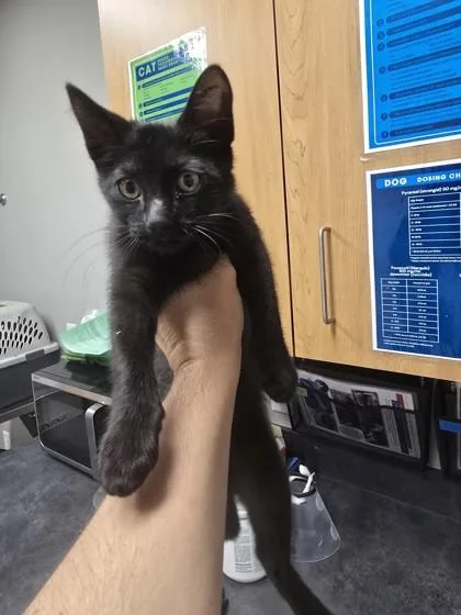 An adult small-sized male Domestic Short Hair cat named Boo for adoption in Missoula, MT