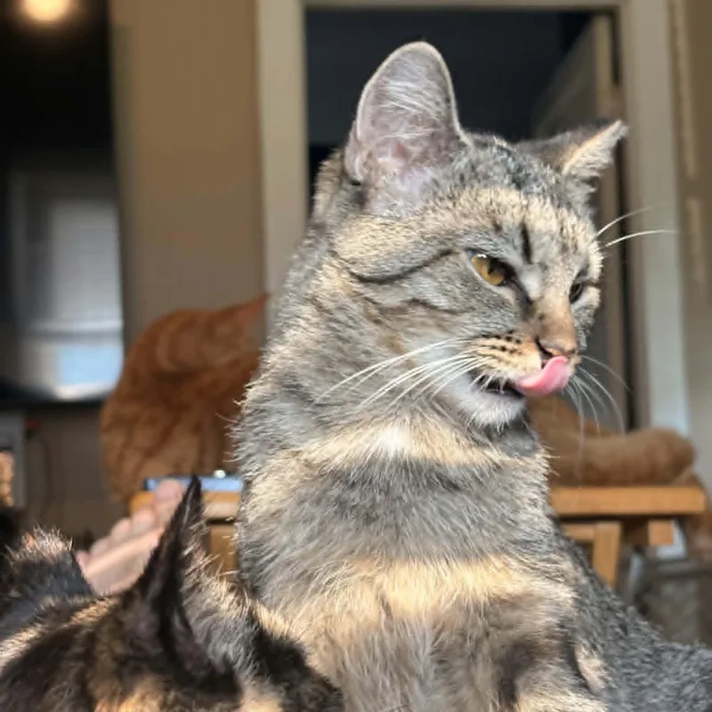 A young medium-sized female Tabby (Brown / Chocolate) Domestic Short Hair cat named Kiki for adoption in Lancaster, KY