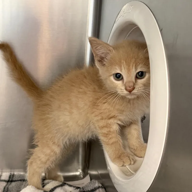 A baby small-sized male Buff / Tan / Fawn Domestic Short Hair cat named Tenderheart Bear for adoption in Martinsville, VA