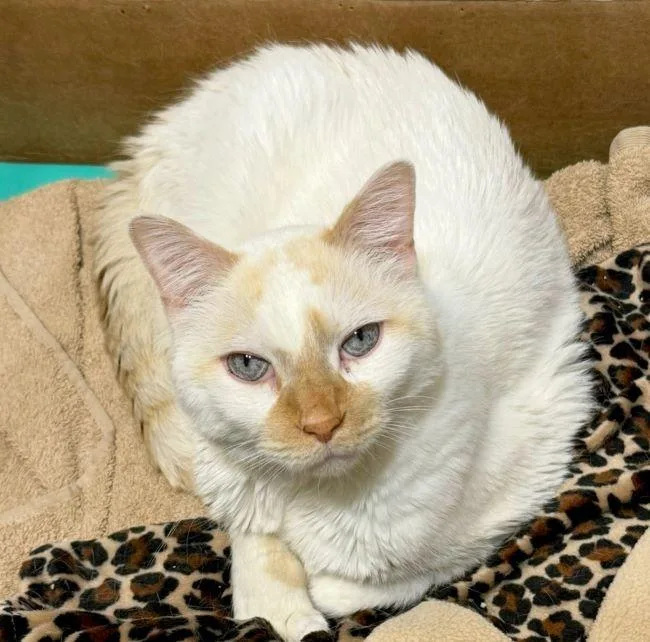An adult medium-sized male Buff / Tan / Fawn Siamese cat named Casper for adoption in Madison, WI