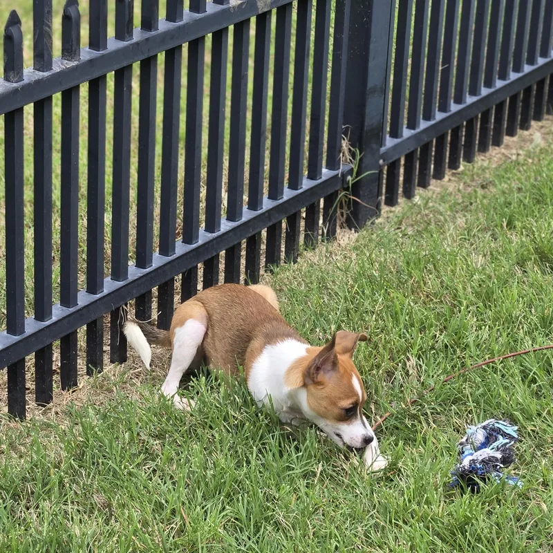 A baby small-sized male Bicolor Rat Terrier dog named Ron for adoption in Irving, TX