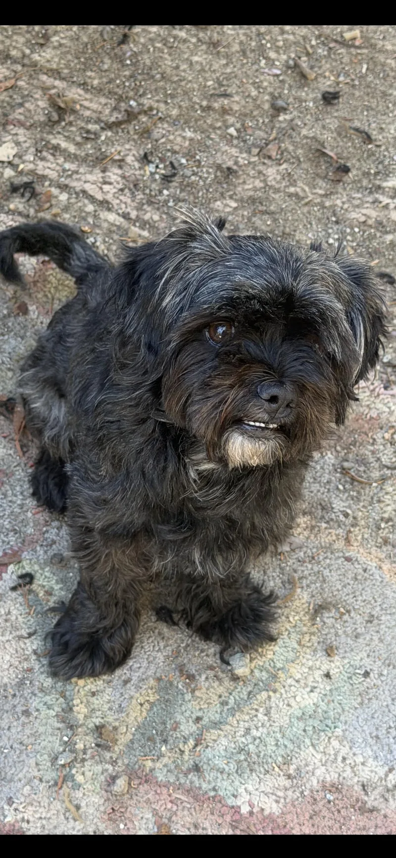A young small-sized male Black Shih Tzu dog named Blackie for adoption in Hamden, CT