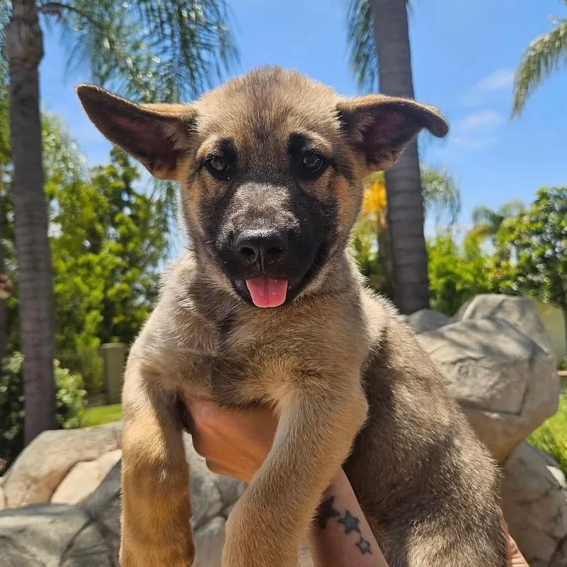 A baby medium-sized female German Shepherd Dog dog named Rue for adoption in Whittier, CA