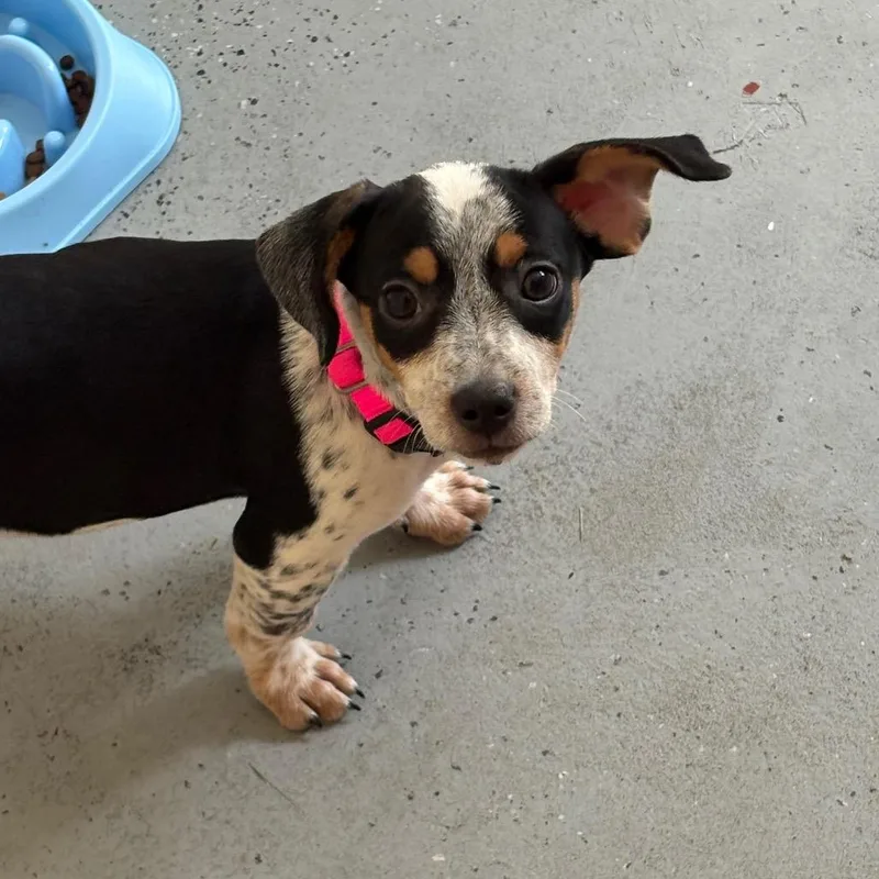 A baby medium-sized female Black Terrier dog named Baby Girl for adoption in Saugerties, NY