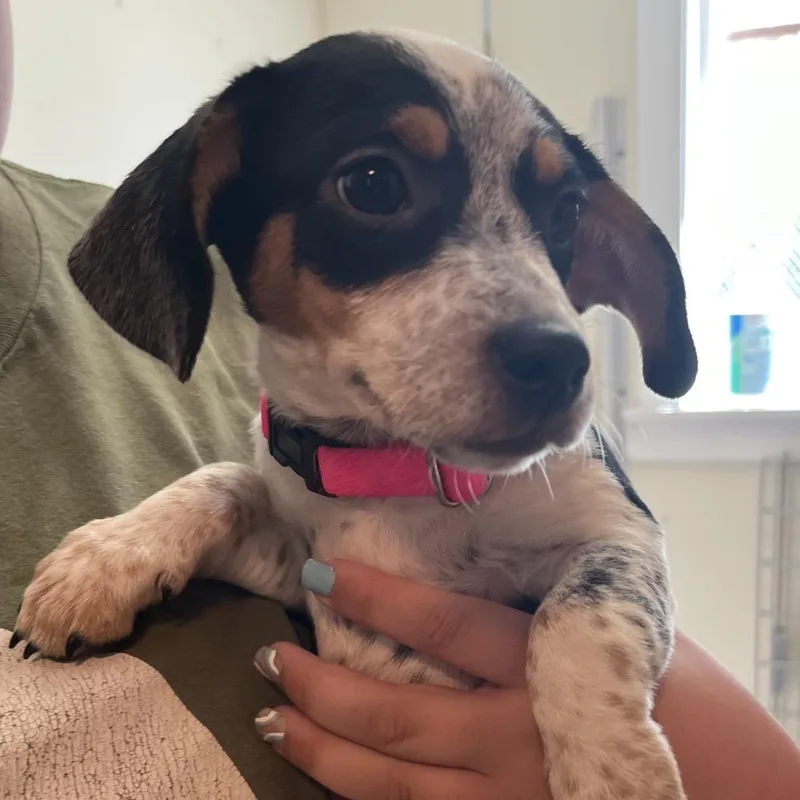 Baby Girl thumbnail 3