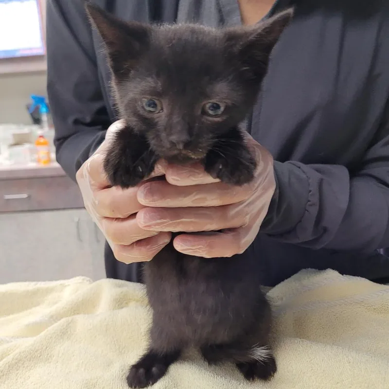 A baby small-sized male Black Domestic Short Hair cat named Splotch for adoption in Newark, NJ