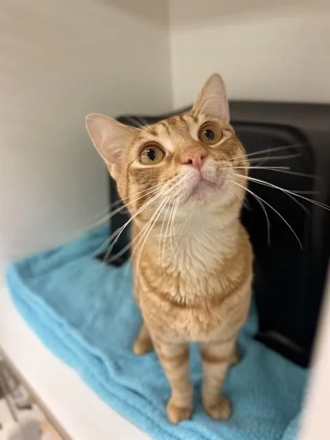 A young large-sized male Domestic Short Hair cat named Tanner for adoption in Sugar Land, TX