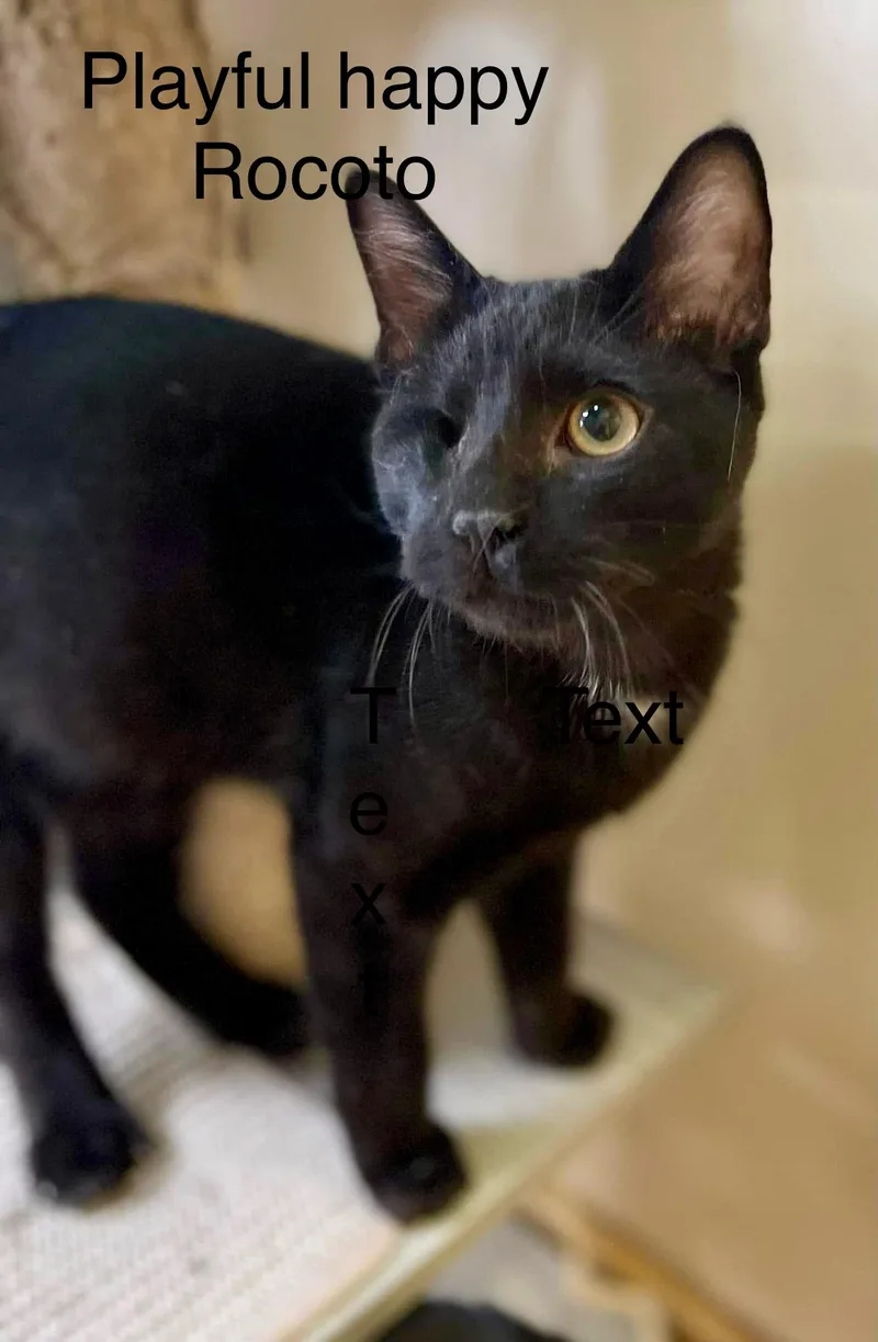 Rocoto  Eye Love thumbnail 2