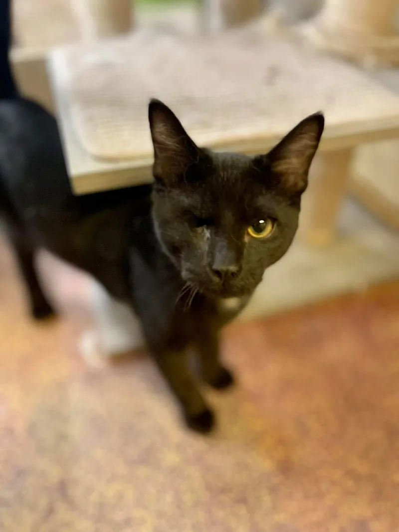 Rocoto  Eye Love thumbnail 3