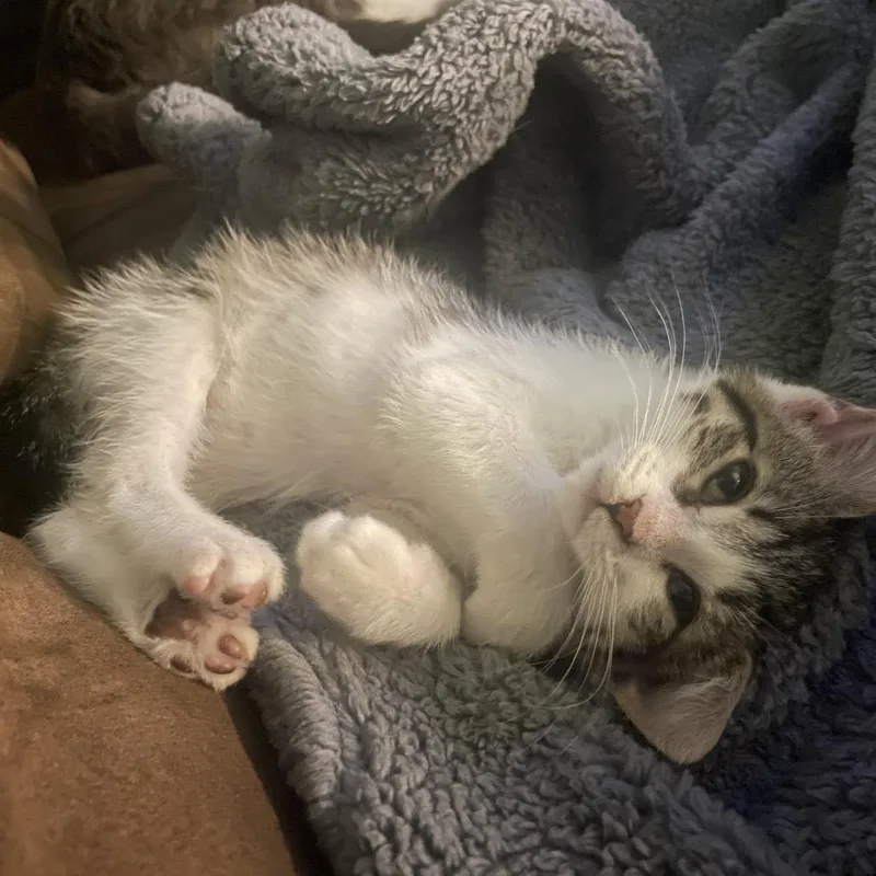 A baby small-sized female Brown / Chocolate Domestic Short Hair cat named Kat for adoption in South Haven, MI