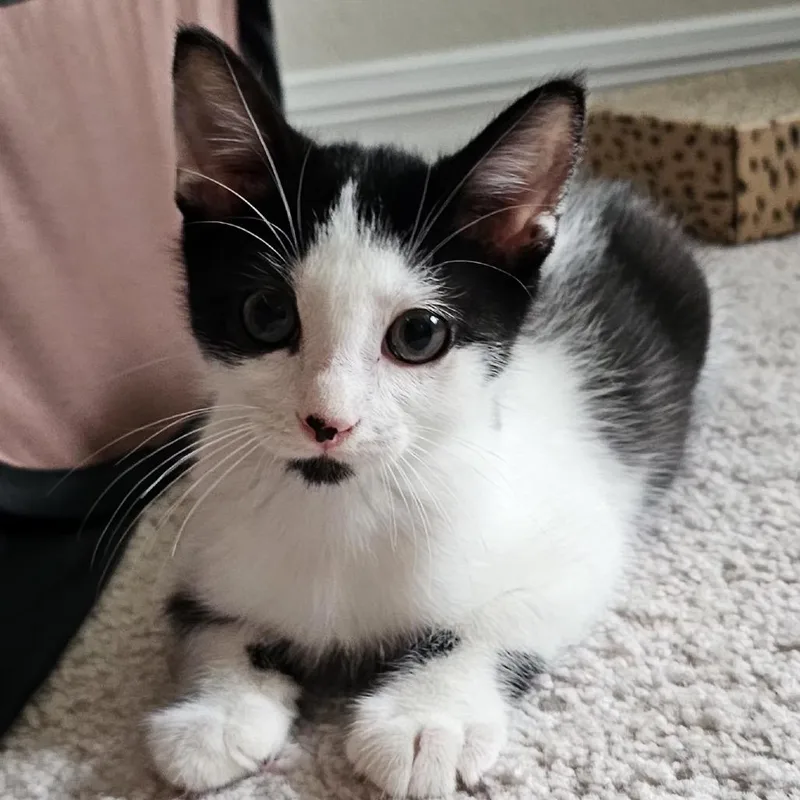 A baby small-sized male Black Domestic Short Hair cat named Obsession for adoption in Gainesville, FL