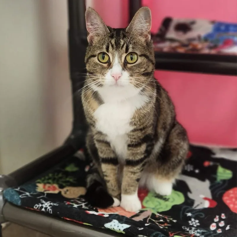 A senior medium-sized female Brown / Chocolate Domestic Short Hair cat named Mamacita for adoption in Oshkosh, WI