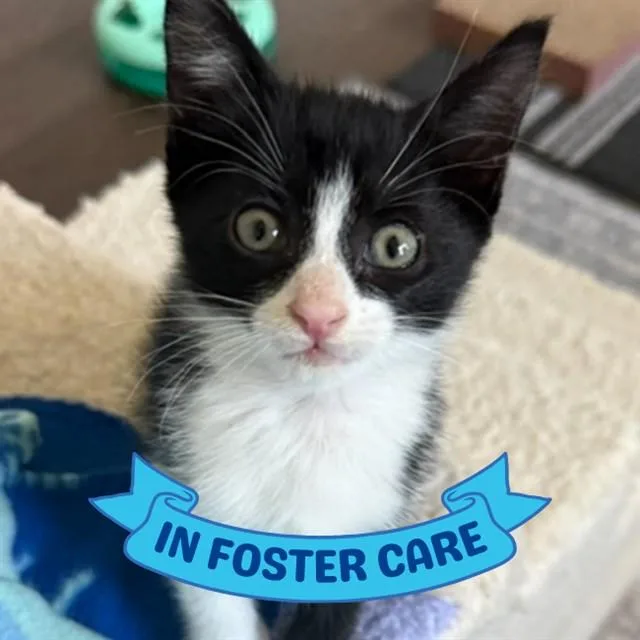 A baby small-sized male Domestic Short Hair cat named Catman for adoption in Tallahassee, FL