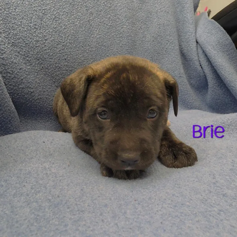 A baby small-sized female Brindle Mixed Breed dog named Marble for adoption in Parkersburg, WV