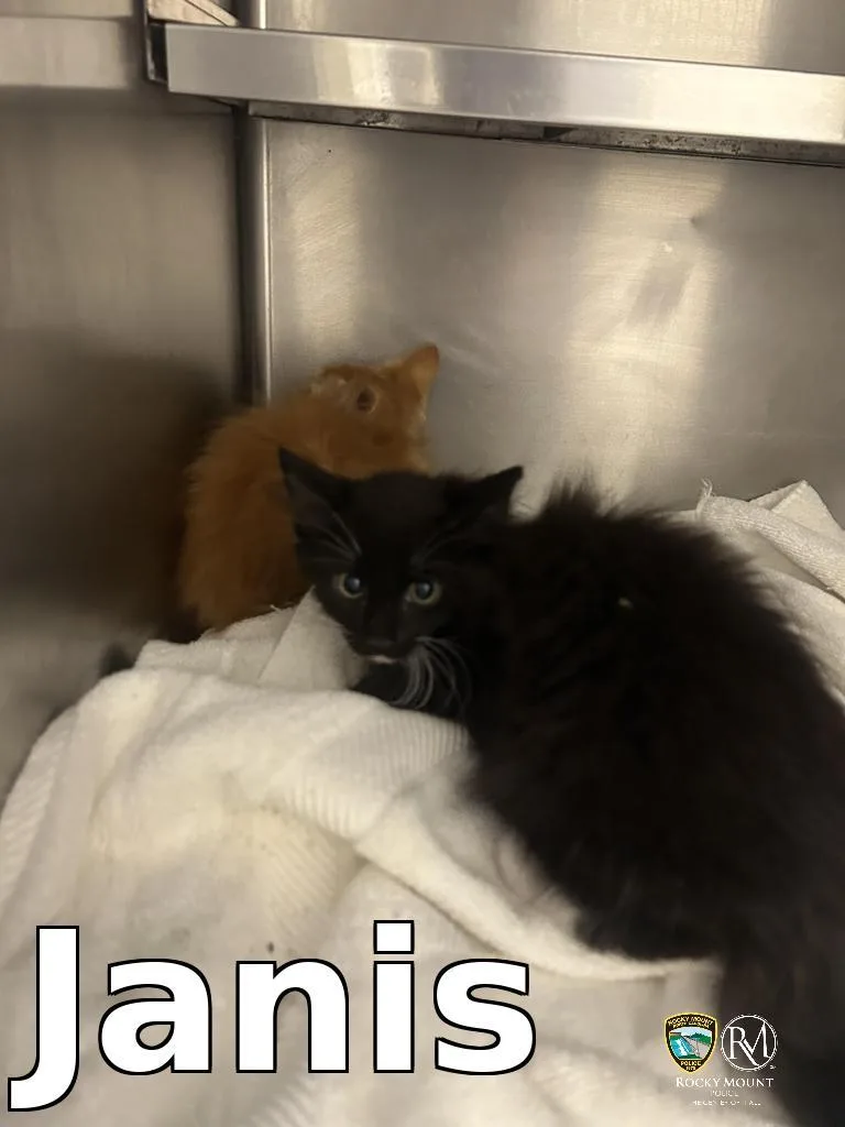 A baby small-sized male Domestic Medium Hair cat named Janis for adoption in Rocky Mount, NC